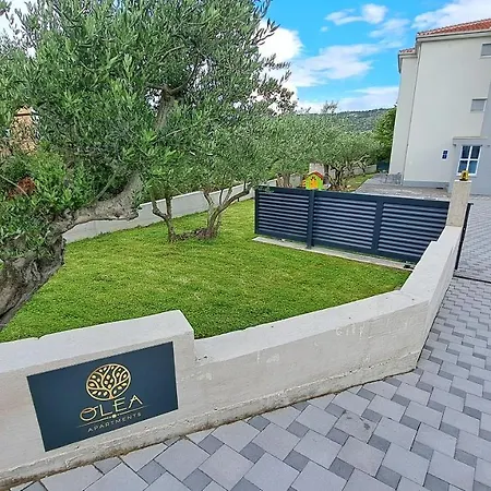 Olea