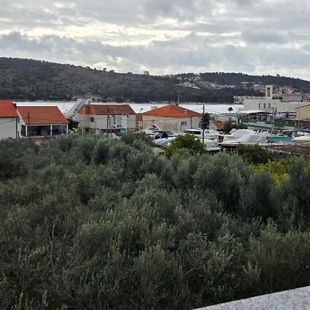 Olea *